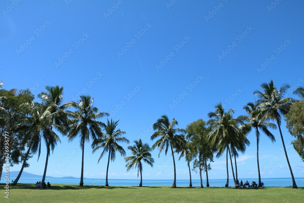 Beautiful view of lush palm trees against a bright blue sky at a beach on a summer day