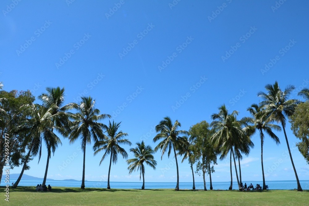 Fototapeta premium Beautiful view of lush palm trees against a bright blue sky at a beach on a summer day