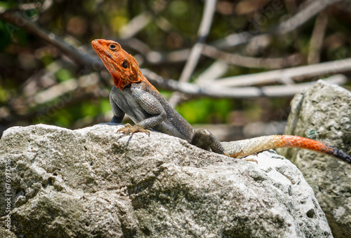 African Redhead Agama 