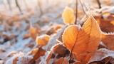 Beautiful colourful nature with bright orange leaves covered with frost in late autumn or early winte