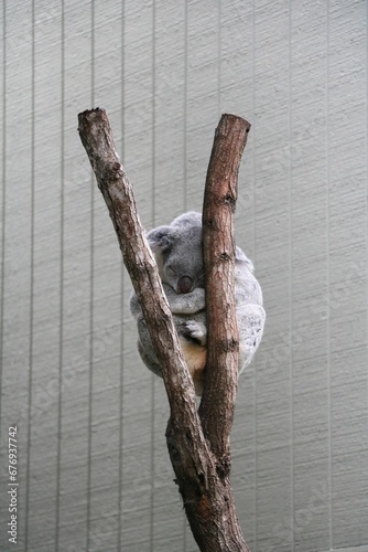 Vertical shot of an adorable fluffy koala napping on a tree branch