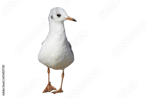 Seagull bird or seabird is isolated on white background.