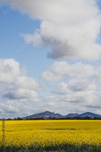 canola field and sky with you yangs mountains in the background