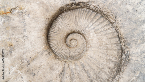 Ammonite top view. Prehistoric specimen of a huge ammonite for archaeological background. Concept of archaeological excavations, geological research. Fossil spiral mollusk close-up.