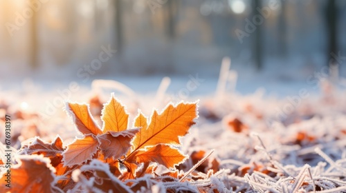 Orange beech leaves covered with frost in late fall or early winter