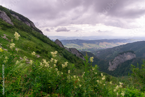 Fototapeta Naklejka Na Ścianę i Meble -  a landscape of Tatra mountains, yellow flowers on a mountain meadow