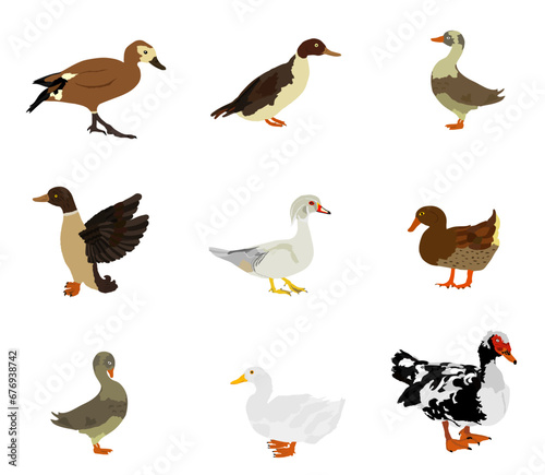 Set collection species of duck vector illustration isolated on white background. Mandarin duck, muscovy musk, domestic farm poultry. Bejing Peking duck, mallard. Restaurant menu birds.