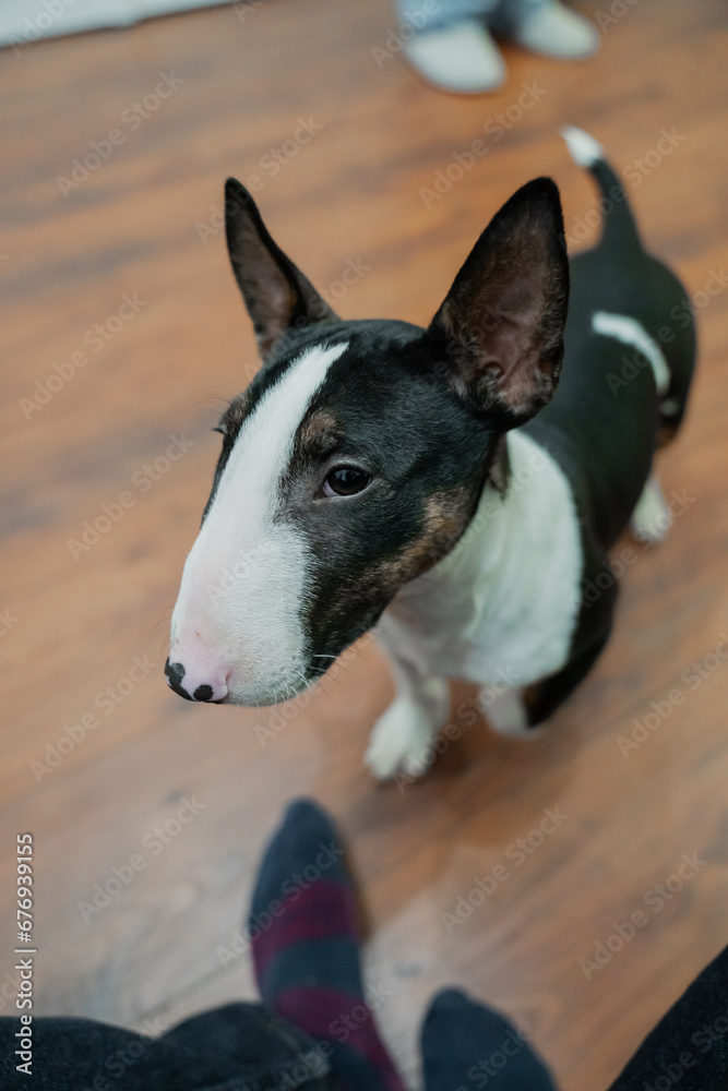 Small puppy bull terrier  indoors happy with owners