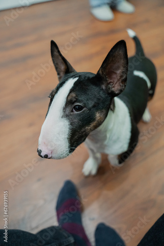 Small puppy bull terrier indoors happy with owners