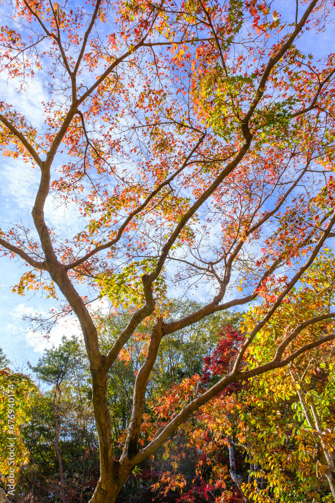 Fototapeta premium 秋の紅葉が進み、葉が落ちていく晩秋。晴れた日に神戸森林植物園で撮影