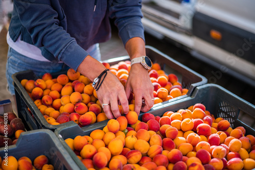 Several crates of apricots (prunus armeniaca) prepared by the hands of the farmer for sale at the outdoor market. photo