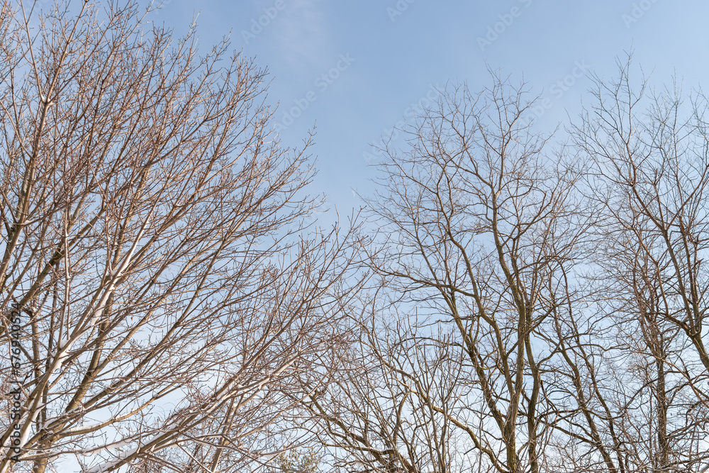 Winter trees frozen with no leaves, winter landscape, bare branches at bright sunny day light in the forest. Nature scenery in North America winter park. Morningside park, Toronto, Ontario, Canada Winter trees frozen with no leaves, winter landscape, bare branches at bright sunny day light in the forest. Nature scenery in North America winter park. Morningside park, Toronto, Ontario, Canada