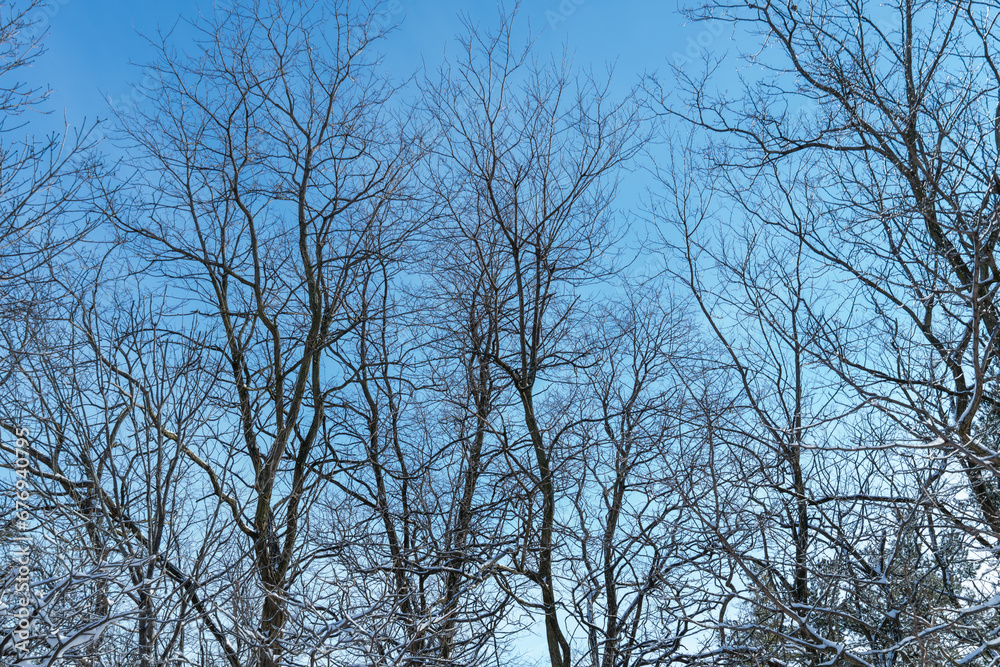 Winter trees frozen with no leaves, winter landscape, bare branches at bright sunny day light in the forest. Nature scenery in North America winter park. Morningside park, Toronto, Ontario, Canada