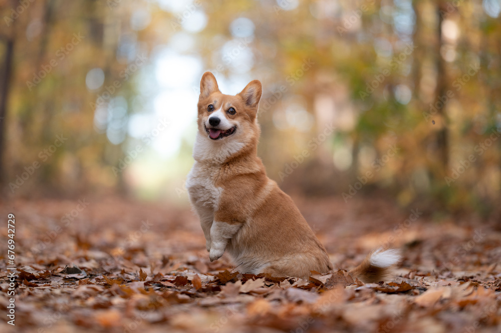 dog doing trick in a autumn forest, welsh corgi Pembroke dog 