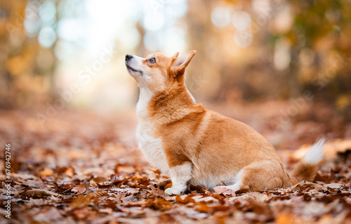 dog doing trick in a autumn forest, welsh corgi Pembroke dog  photo