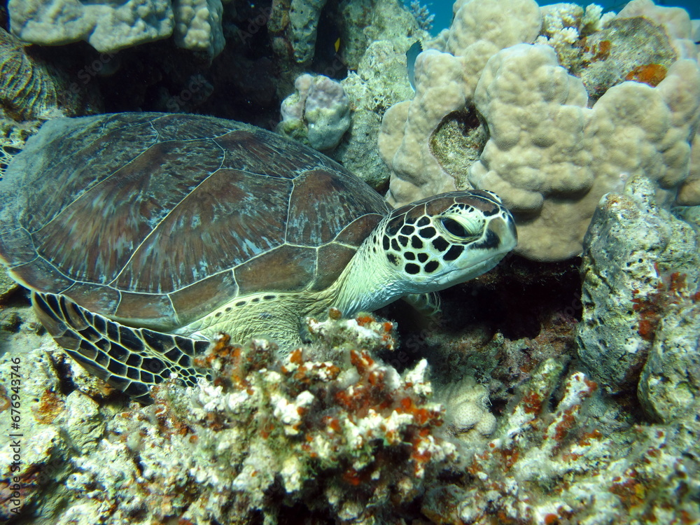Fototapeta premium Green turtles are the largest of all sea turtles. A typical adult is 3 to 4 feet long and weighs between 300 and 350 pounds.