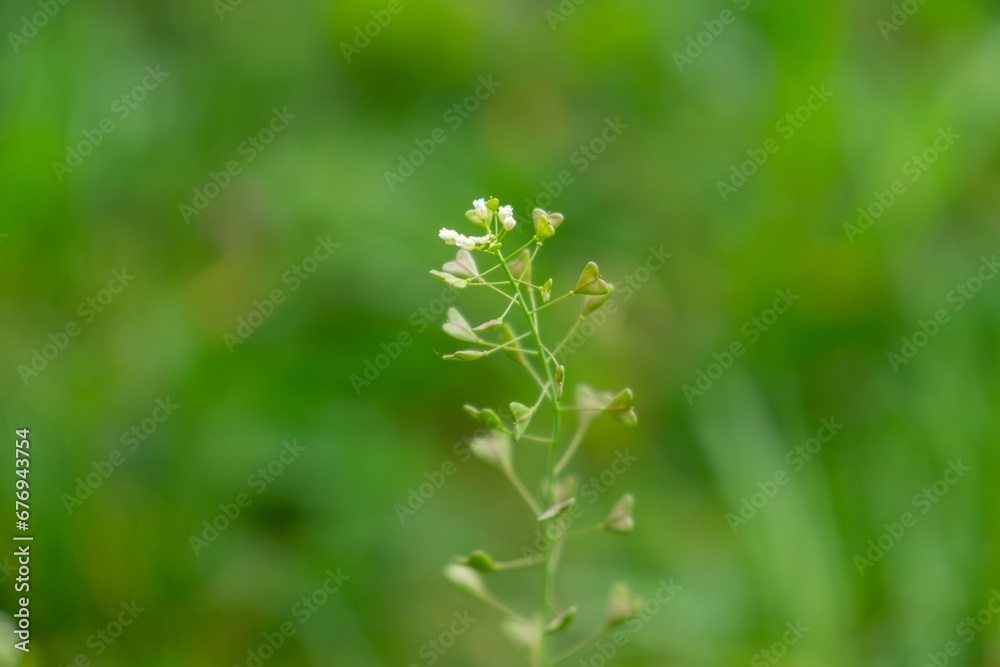 Heart shaped green leaves of the SHeart shaped green leaves of the plant in the nature or in the garden. Slovakiahepherd's Purse plant in the nature or in the garden. Slovakia.... Heart shaped green leaves of the SHeart shaped green leaves of the plant in the nature or in the garden. Slovakiahepherd's Purse plant in the nature or in the garden. Slovakia....