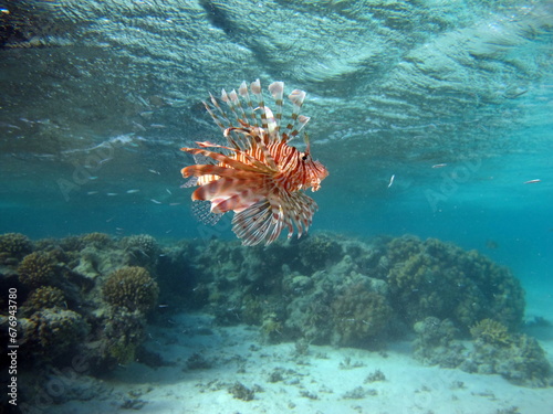 Lion Fish in the Red Sea in clear blue water hunting for food . Lion Fish  the lionfish preys on a coral reef protected by its long venomous spines. Graceful and beautiful.