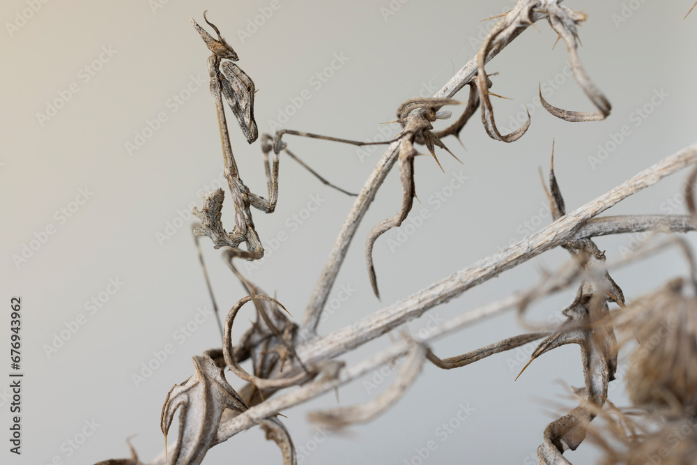 Mantis and insects, Empusa pennata, or the conehead mantis. Mantis and insects, Empusa pennata, or the conehead mantis.