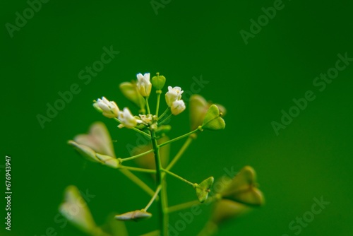 Heart shaped green leaves of the SHeart shaped green leaves of the plant in the nature or in the garden. Slovakiahepherd's Purse plant in the nature or in the garden. Slovakia....