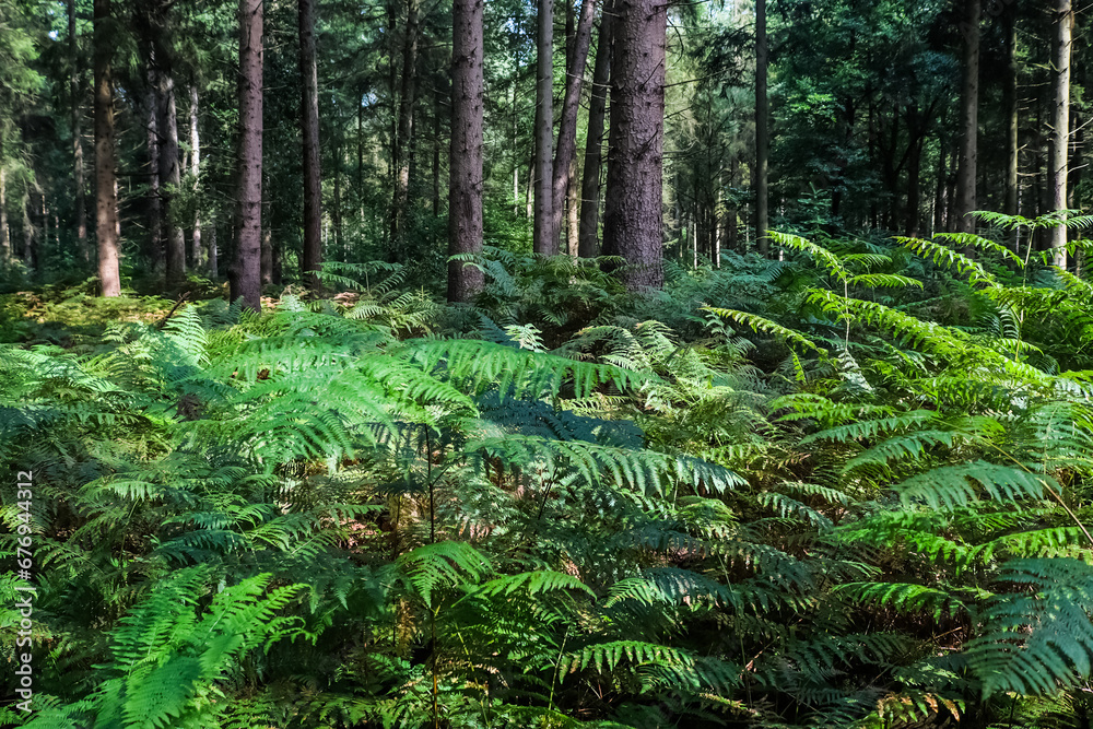 Naklejka premium Beautiful view into a green forest with sunlight