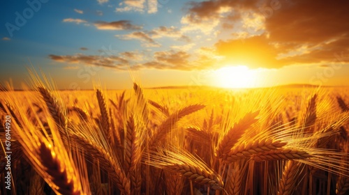 Serene sunrise over vibrant wheat fields with fluffy white clouds in a clear blue sky