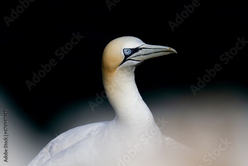 Konstfotografi close-up and out-of-focus of an adult northern gannet resting on the cliff