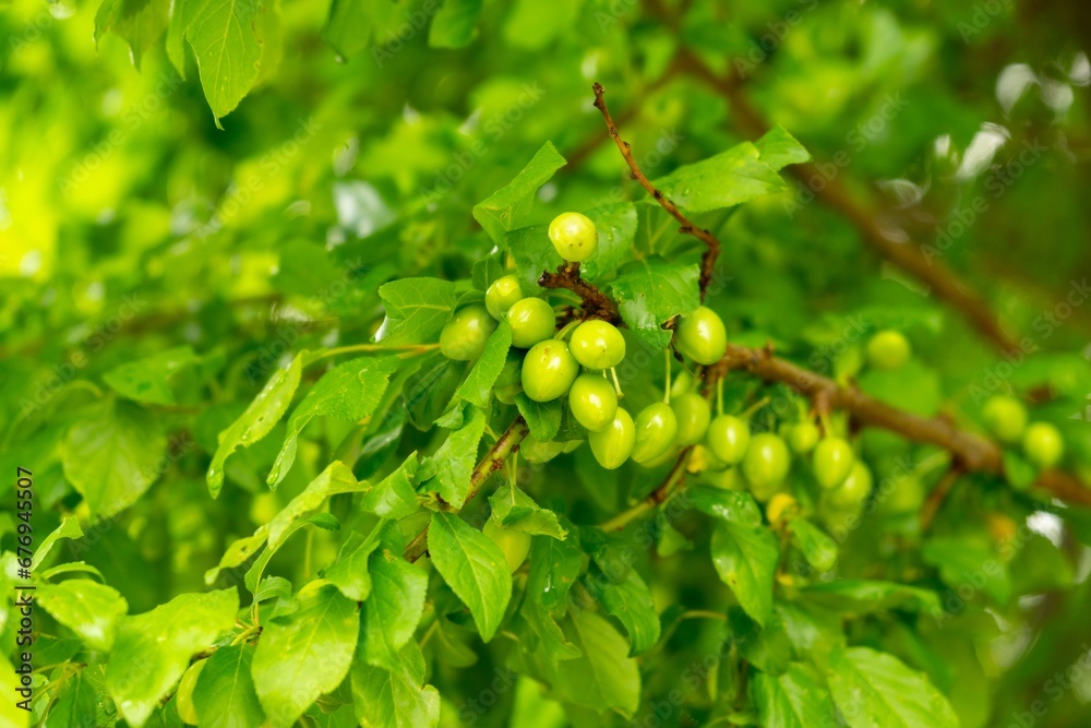 Green cherries on the tree during early summer or late spring. Slovakia