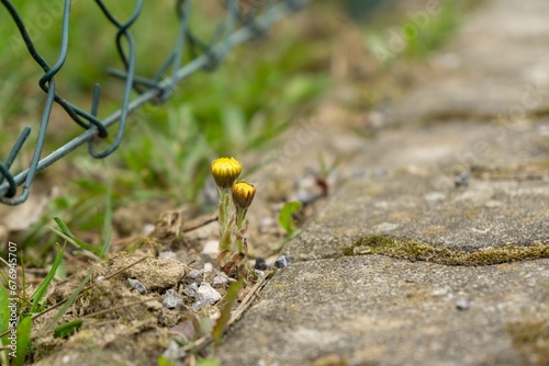 Meadow flowers - beautiful yellow and pink flowers in the nature. Slovakia
