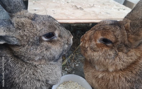 two rabbits on the ground