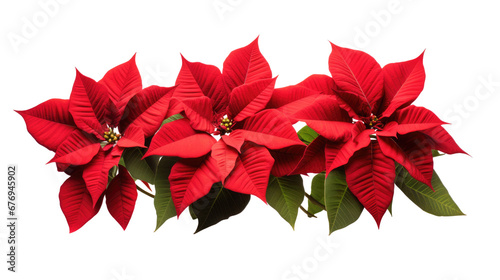 PNG Christmas flower red poinsettia isolated
