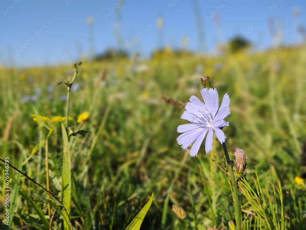 Purple and blue chicory flower in the nature. Slovakia Purple and blue chicory flower in the nature. Slovakia