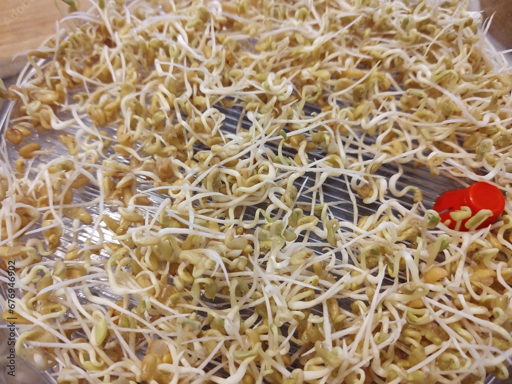 Mungo bean sprouts in the bowl in the kitchen - detail. Slovakia
Mungo bean sprouts in the bowl in the kitchen - detail. Slovakia