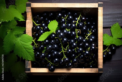 Black Currants: Fresh, Healthy Harvest