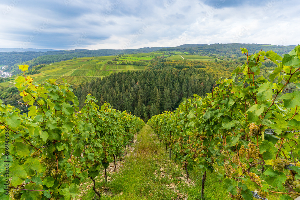 Famous slate soils vineyards on the Moselle