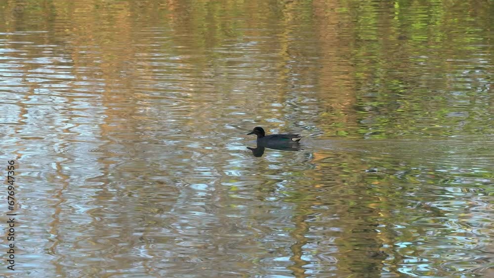 Eurasian Green-winged Teal in natural ambient, male (Anas crecca) - (4K) Eurasian Green-winged Teal in natural ambient, male (Anas crecca) - (4K)