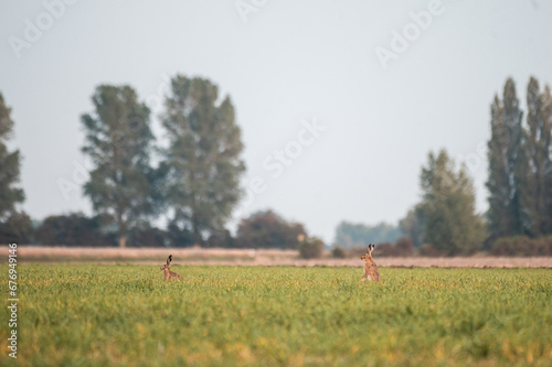 Majestic Hare in the Field