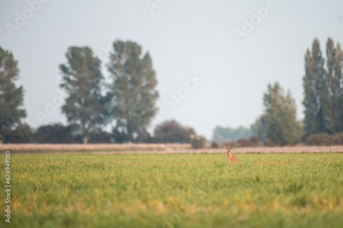 Majestic Hare in the Field © danielpankoke