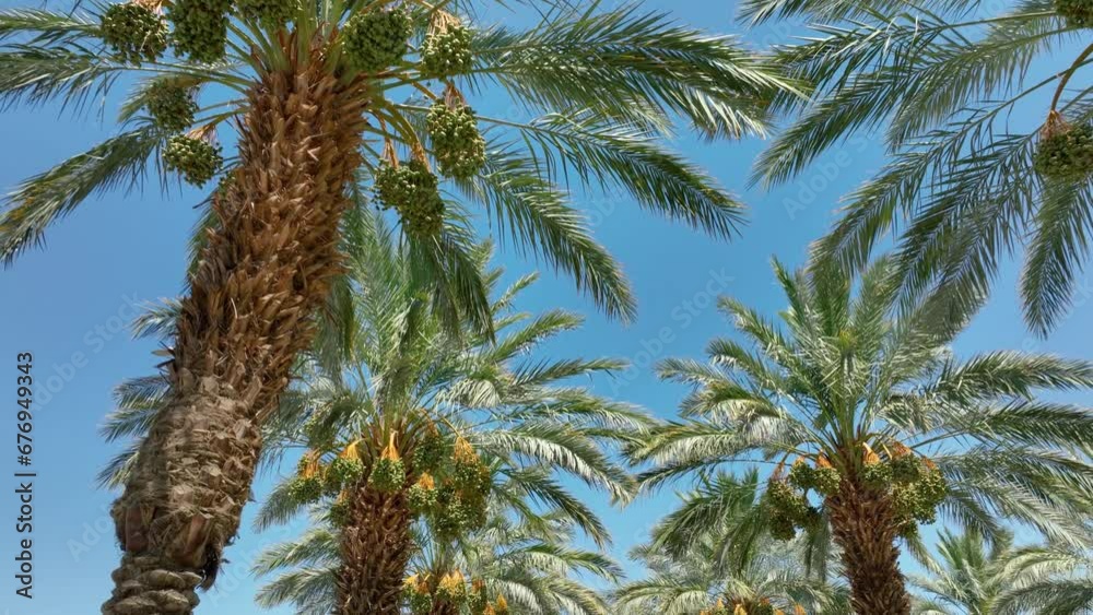 Aerial of rows of date palm trees at a date farm in Southern California.