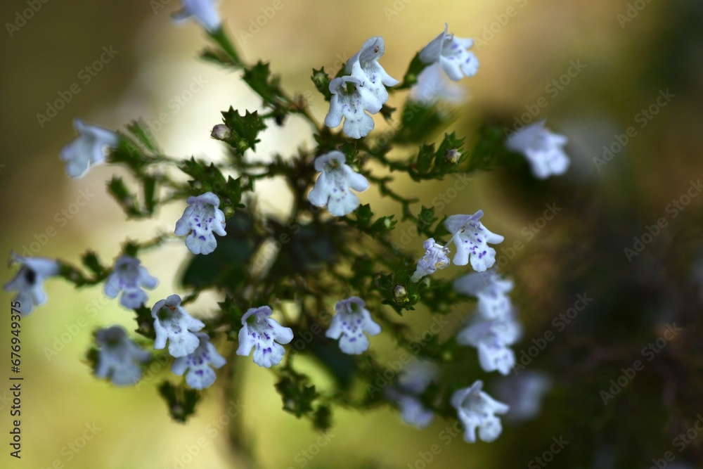 Calamintha nepeta ( Lesser calamint ) flowers. Lamiaceae evergreen perennial herb. Small white flowers with light purple spots on the petals bloom from early summer to autumn. Calamintha nepeta ( Lesser calamint ) flowers. Lamiaceae evergreen perennial herb. Small white flowers with light purple spots on the petals bloom from early summer to autumn.