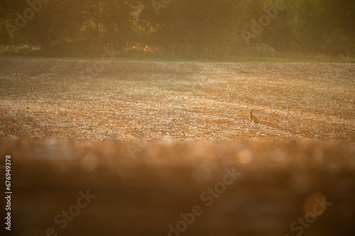 Majestic Hare in the Field