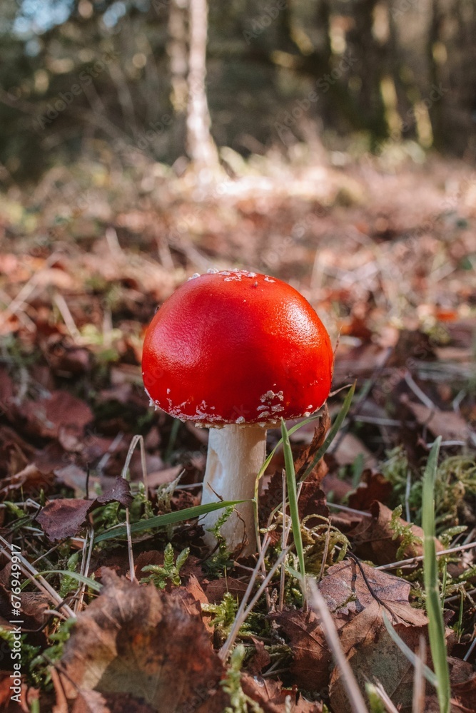 Vertical shot of a fly agaric growing in a forest under the sunlight with a blurry background Vertical shot of a fly agaric growing in a forest under the sunlight with a blurry background