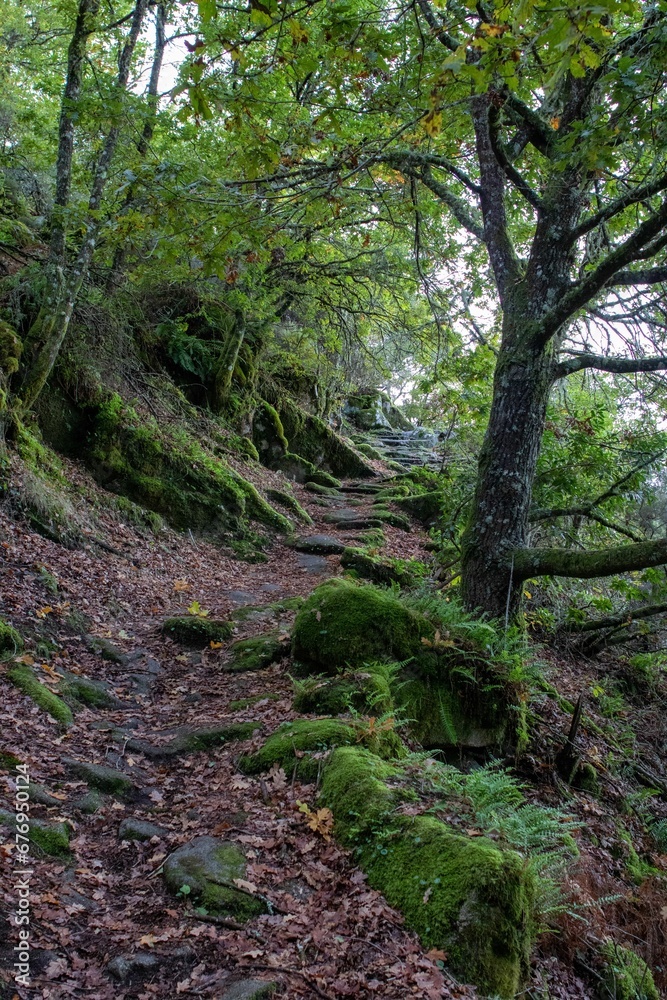 Vertical shot of a narrow trail in a forest covered in greenery and dried leaves in autumn Vertical shot of a narrow trail in a forest covered in greenery and dried leaves in autumn