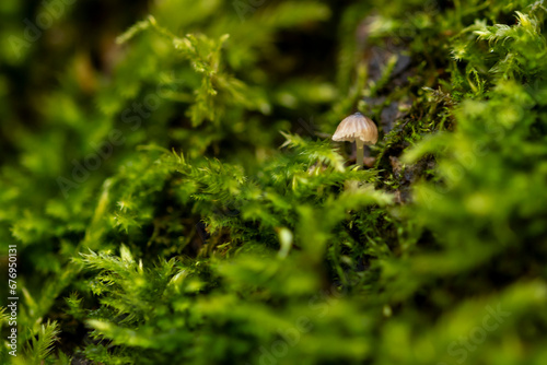 miniaturowe grzyby w lesie mech zielony sciolka
