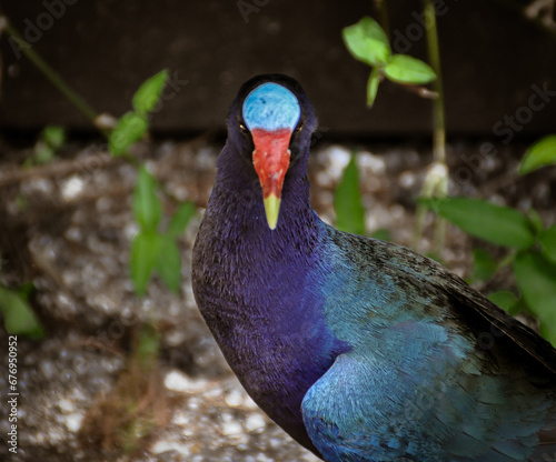 American Purple Gallinule