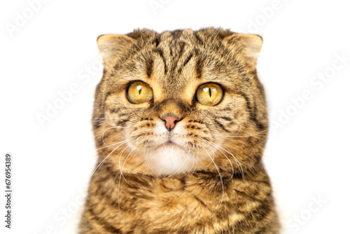 Interested look of a cat close-up isolated on a white background.