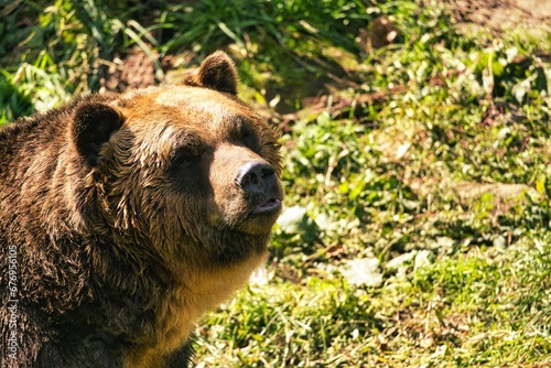 Hokkaido  Japan - October 12  2023  Closeup of Higuma or Brown bear 