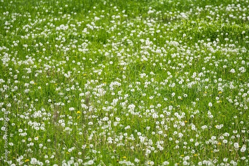 Hokkaido  Japan - June 8  2023  Dandelion in grass farm in Hokkaido  Japan 