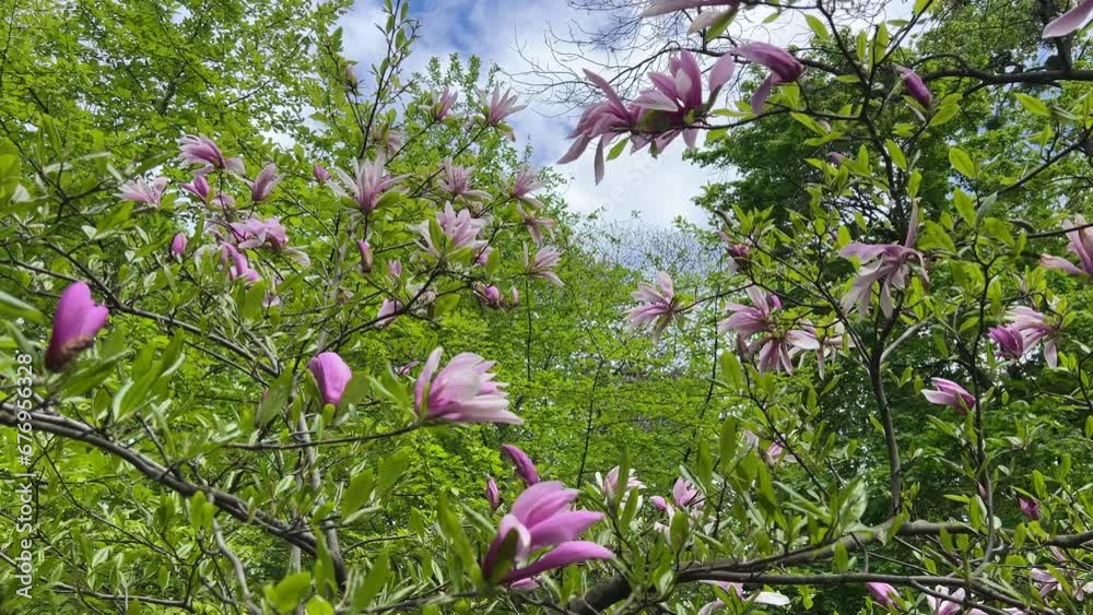 Magnolia pink flowers in spring garden.