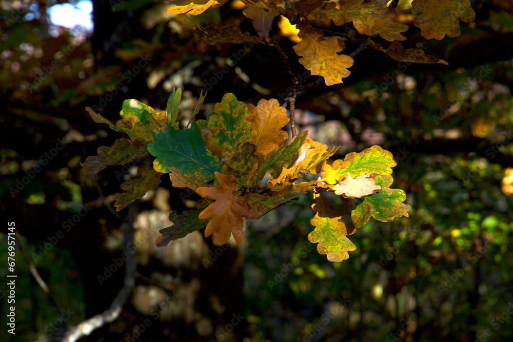 Color mix of autumn leaves in the sunshine Color mix of autumn leaves in the sunshine